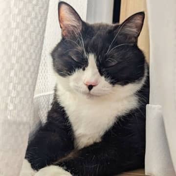 「野生で生きていけないタイプ」　鼻を“ぷーぷー”鳴らして眠る猫、幸せそうな顔にクスッ