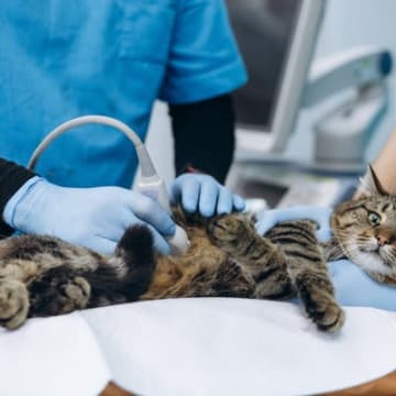 猫の命を脅かす『伝染性腹膜炎（FIP）』とは　原因や症状、知っておくべき最新情報まで