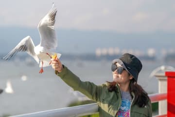 中国・昆明滇池にユリカモメ飛来　40年続く風物詩