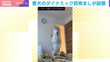 ハスキーが飼い主にまさかの行動 “陽キャすぎる”朝の起こし方が話題「滞空時間が面白すぎる」