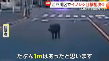 通勤中にイノシシに遭遇「こんなところにいるはずないと…」東京・江戸川区で同時間帯に9件の通報　前日には千葉・松戸市でもイノシシ目撃