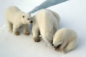 中国の北極海科学調査隊、ホッキョクグマの親子と遭遇