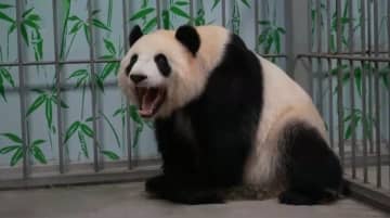 中国ジャイアントパンダ保護研究センター綿陽基地がプレオープン