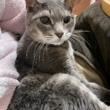 居場所から近いスペースに水飲み場の設置を 「15才以上の猫」のお世話・お手入れの工夫を獣医師が解説