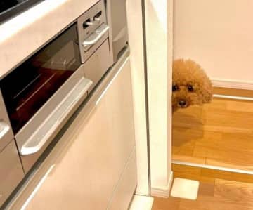 深夜の背徳ラーメンに“熱視線”!？　飼い主をガン見するトイプーの行動が可愛すぎる