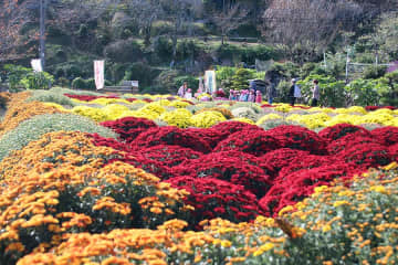 ざる菊が一斉満開「例年以上の見応え」　南足柄・花咲く里山で「祭り」