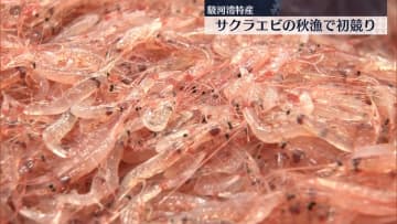 駿河湾特産サクラエビの秋漁始まる　静岡市・由比港で初競り