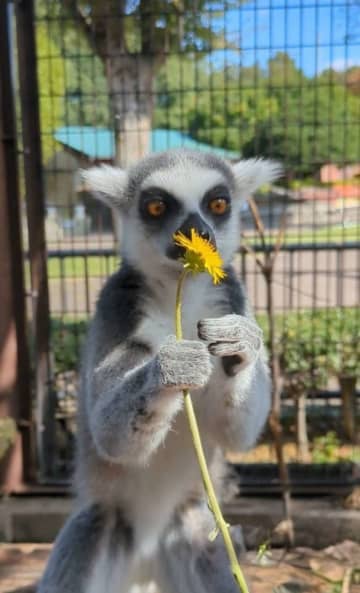 ワオキツネザルにタンポポを渡したら→こうなります　まさかの〝花の愛で方〟に4.3万人破顔「かわいい」