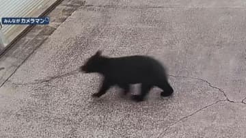 「緊急銃猟／クマ被害」が新語・流行語にノミネート 被害・発見件数は過去最多を大幅に上回るペース