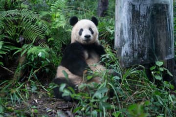 パンダのシャンシャン、ちょこんとお座り　中国四川省