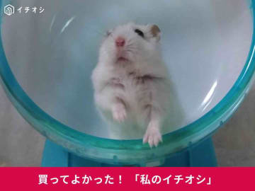 「サイレントホイールフラット15」は音が静かな回し車！遊び疲れてそのまま寝ちゃうハムスターのダイコクちゃん(30代女性)