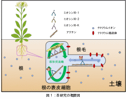 ミオシンXIが塩ストレス耐性を制御する新たな仕組みを解明