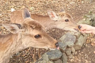 奈良公園で中国人がシカにパン与える＝中国ネット「中国人がかわいそう」「日本人もあげてるし」