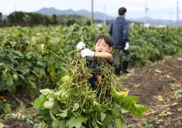 親子で黒豆収穫 順調に生育 フジッコ「丹波黒育成体験プログラム」