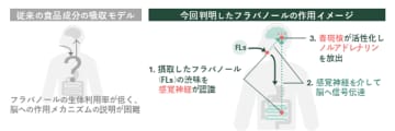 ワインやチョコレートの渋みで記憶力向上、感覚刺激で作用と判明　芝浦工大、フラバノールの脳作用メカニズムを解明