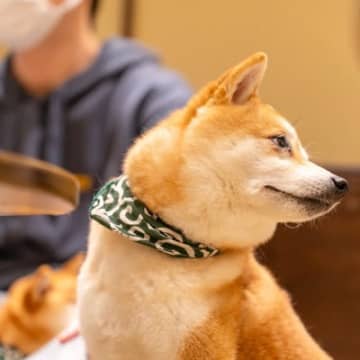 犬が飼い主の『ダメ！』をシカトするときの心理5つ　無視されてしまう理由や改善方法も解説