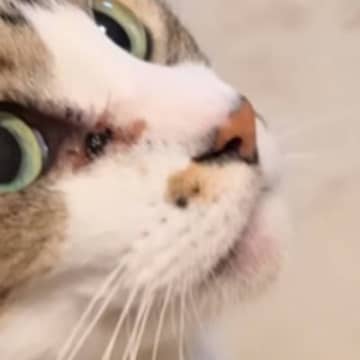 ネコの首あたりを撫でると、『アゴ』が…爆笑必至の『まさかの反応』が78万再生「想像以上で声出たｗ」「気持ちいいんだよねｗ」