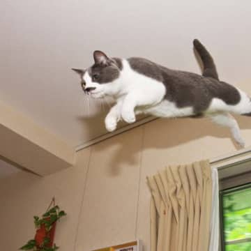 猫が持つ驚きの『身体能力』4選　優れた運動センスの秘密や豆知識もご紹介