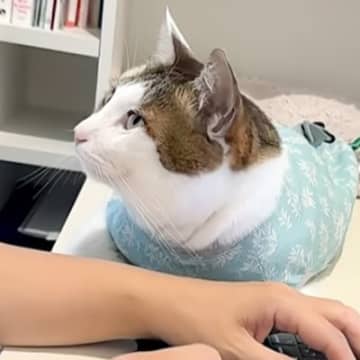 在宅ワーク中のママに『甘えたい猫』…涙が出るほど尊い『可愛すぎる行動』が41万再生「いい意味で仕事が捗らなさそう」「愛おしくて泣ける」