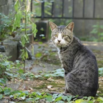 猫が大量の『よだれ』を出しているときの原因6つ　すぐに病院へ行くべき症状や取るべき対処法