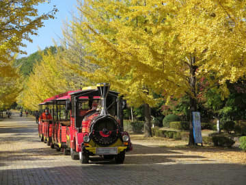 【秩父】見頃は11月上旬まで、秩父ミューズパークでイチョウの“黄葉”