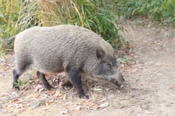 東京の西側でクマ、東側でイノシシ「目撃情報」相次ぐ…江戸川区では防災無線で注意呼びかけ