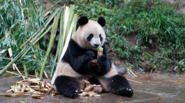 パンダのシンシン、タケノコに集中　中国四川省