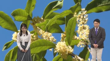 「キンモクセイ」が遠くまで香るワケ　人間を味方につけた植物のしたたかな生存戦略を気象予報士が解説　雨の前後に香りが強まる理由も！