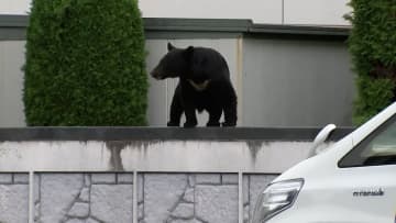 「漂うオーラ…脅威に感じた」民家の木の上で柿を食い荒らすクマ　富山では緊急銃猟で1頭駆除　“クマ災害”に自衛隊が出動