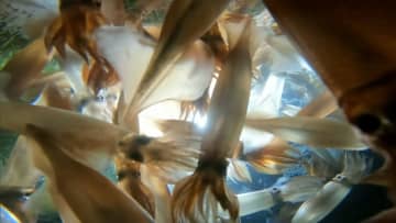 「イカ漁師が日本から消滅？」10年ぶり豊漁のスルメイカ“とれすぎ”休漁パニック「休漁で給料なし」漁獲枠拡大を検討も