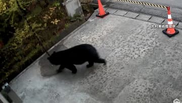 最悪“クマ災害”自衛隊出動の秋田・鹿角市…2016年には4人殺害の凶暴熊“スーパーK”世間を震撼　自衛隊過去には“海のギャング”トドを機関砲で駆除