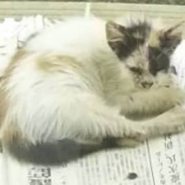 『ボロボロの体で現れた猫』→保護された現在…思わず笑みがこぼれる『ビフォーアフター』に「想像を超えてきた」「主様の愛を感じる」と反響