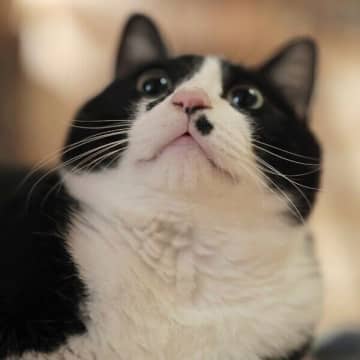 おやつを待っていた猫、普通のゴハンだと知った瞬間→“天使”から“悪魔”のような顔に激変！