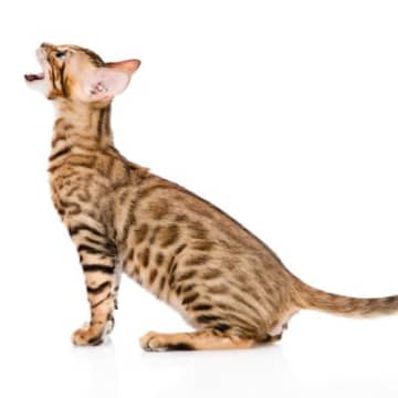 猫の『鳴き方』から読み取れる心理3選　鳴き声の違いに隠された意味を解説