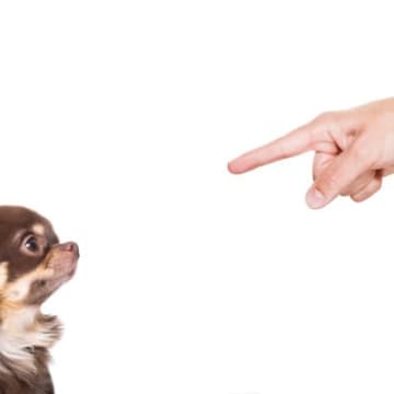 犬に絶対やってはいけない『ダメ対応』7選　しつけの逆効果となる飼い主の行動や悪影響とは？