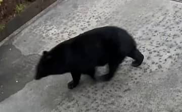 “クマ撃退スプレー”完売、自動ドアを手動に…最悪ペースのクマ出没に各地で対策　自衛隊が異例の捕獲支援活動に出動