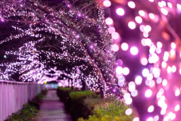 目黒川の2025年“冬の桜”イルミネーション、約39万球がピンク色に輝く幻想空間