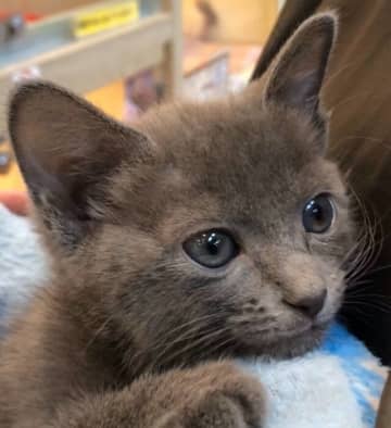 目の色がキトンブルーだった子猫→5年後にはきれいなグリーンの目に変化！　“美猫ちゃん”に成長した姿にほっこり