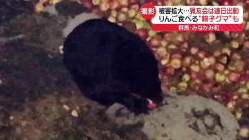 クマ被害拡大…猟友会は連日出動　りんご食べる“親子グマ”も　群馬・みなかみ町