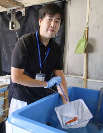 全国初、ボタンエビ養殖成功　茨城、「ブランド水産物に」