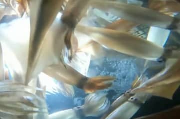 「漁師が日本から消滅する！」スルメイカ“獲れすぎ”で休漁に漁師が困惑…水産庁が漁獲可能量を増やす方向で議論