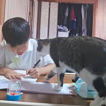 お兄ちゃんのことが大好きすぎるネコ…勉強中に見せた『まさかの行動』が400万再生「なんて可愛いんでしょうｗ」「ほのぼのして良いな」と絶賛