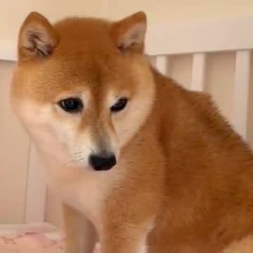 生まれたばかりの赤ちゃんと『目を合わせられなかった犬』…素敵すぎる『現在の光景』に反響「ずっと近くにいる」「大切な家族と認識してる」