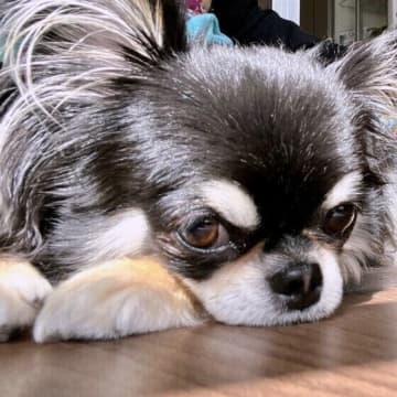 犬の生活習慣病の予防につながる！“生活環境”のいいこと5選