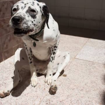 犬がやりがちな『珍行動』5選　不思議な動きの理由や気をつけるべきトラブルも…