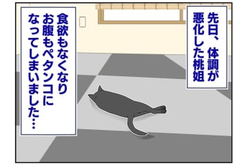 【マンガ・老猫日誌＃49】再びの奇跡？〜19歳の元保護猫・桃姐