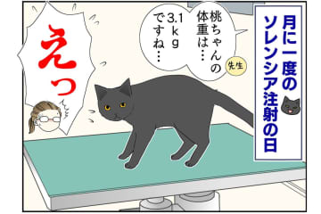 【マンガ・老猫日誌＃48】あなたが『ここ』にいるから頑張れる〜19歳の元保護猫・桃姐