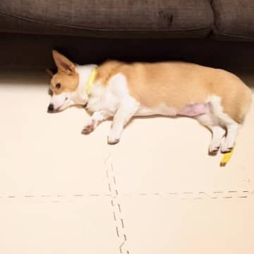 ごはんを拒否し続けたコーギー、「ねてないで食べろー!!」心の声を訴えた飼い主の”ある手法”に「かわいすぎて、笑いました」