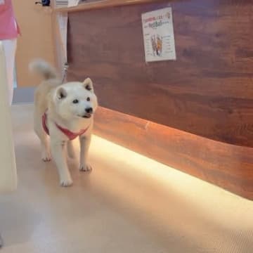 病院に犬を預けて2時間→お迎えに行き、家族を見つけた瞬間…とんでもなく尊い『リアクション』が343万再生「表情豊か過ぎ」「大好きな証拠」