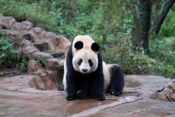 水辺にたたずむパンダのシンシン　中国四川省